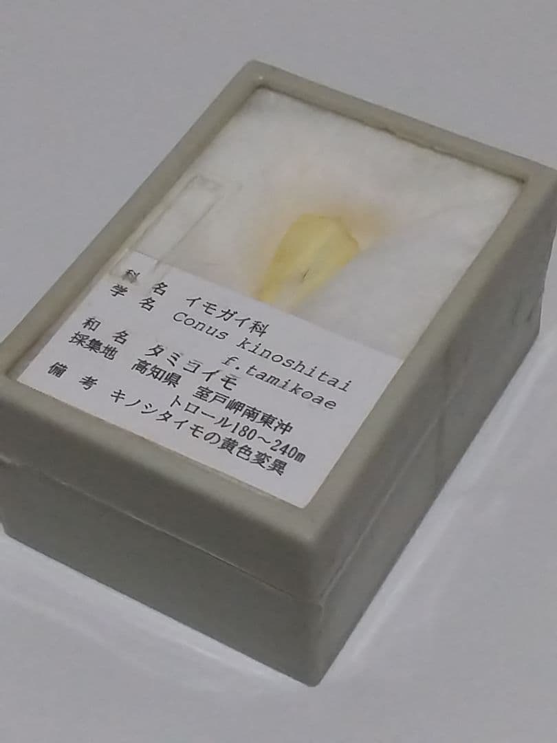 貝殻 ≪極希産！黄色変異！≫ タミコイモ イモガイ科