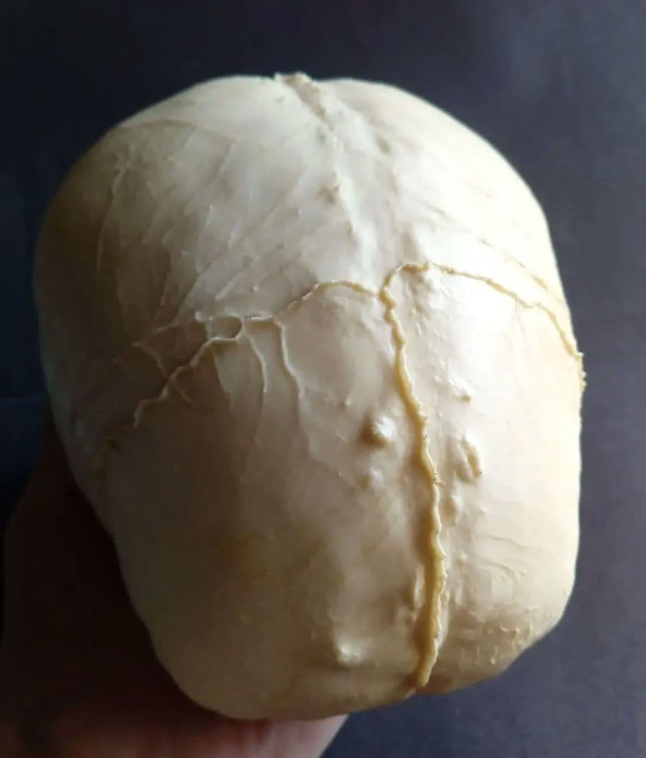 Brain　脳　Born Clones　アメリカ製　模型