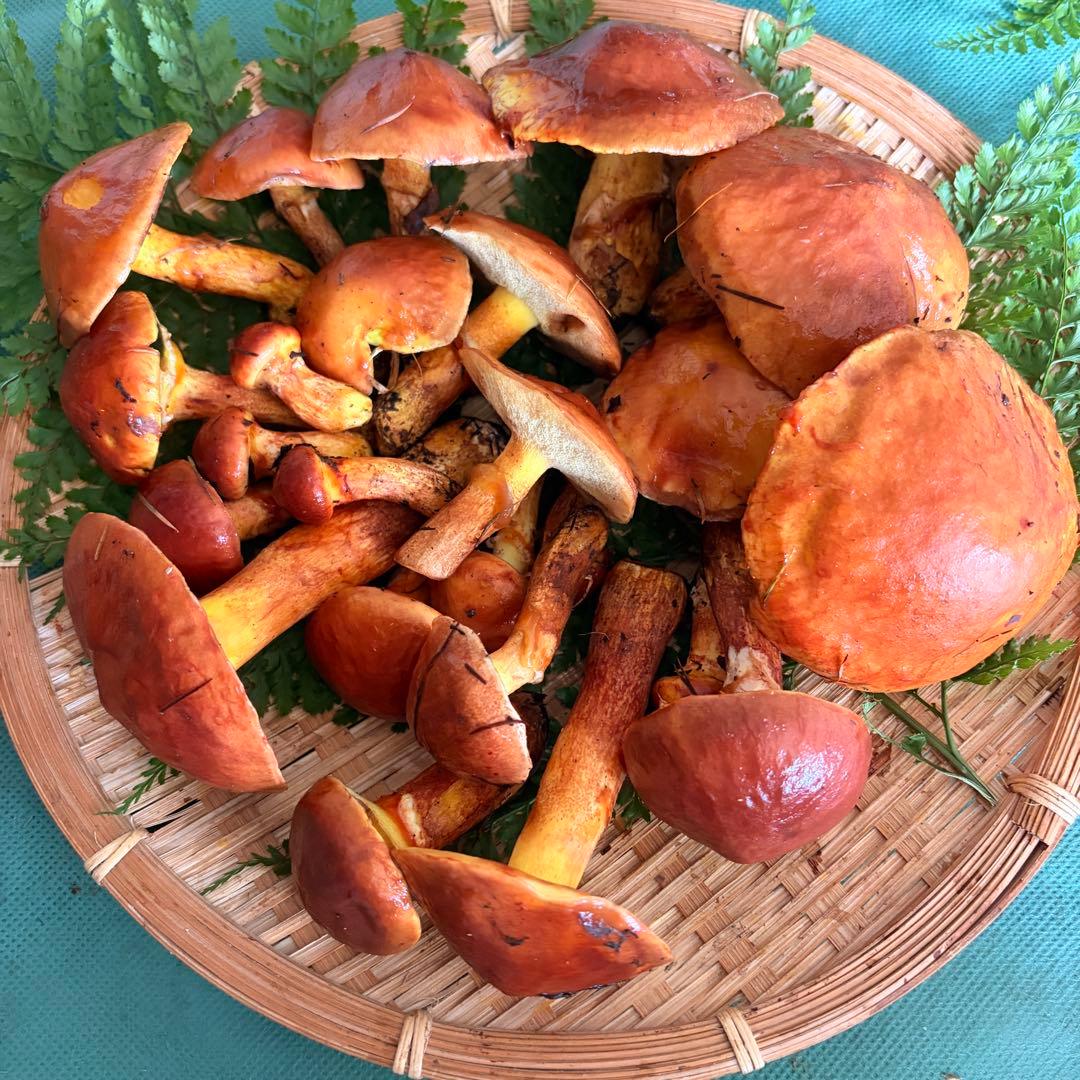 食材仕入れ専門‼️ 天然きのこ クリタケ ハナイグチ ナラタケ 2150ｇ