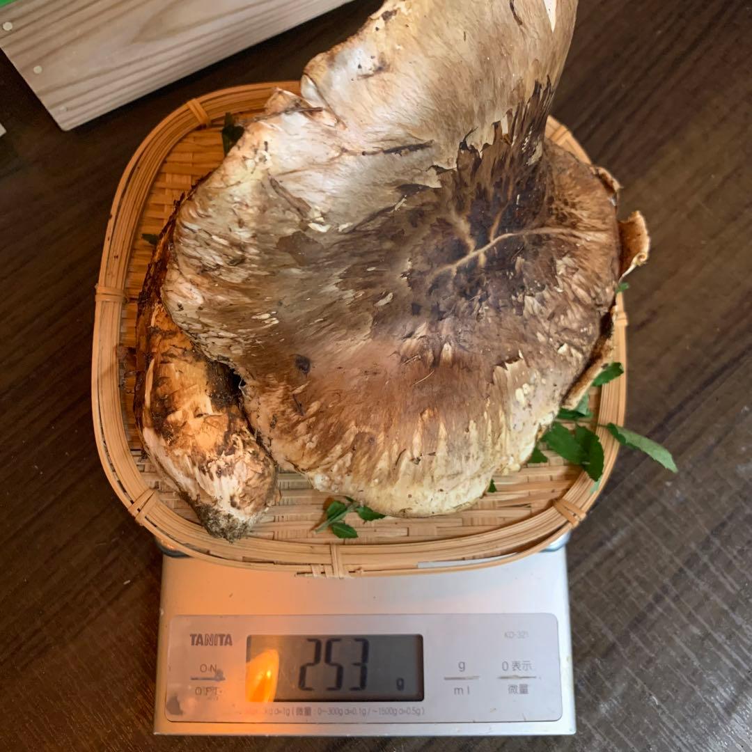 ④【岩手県産天然松茸】253gラスト最終収穫最終　国産　特大開き　香り良し