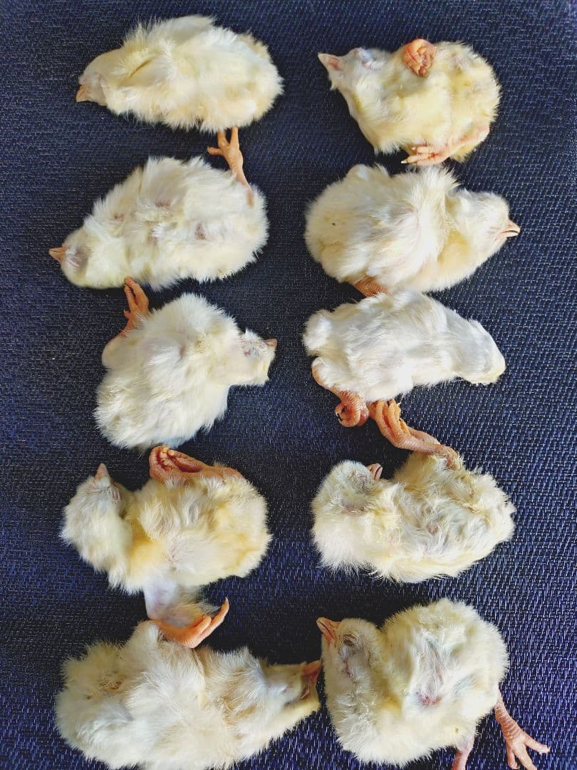 送料無料　冷凍国産ヒヨコ300匹