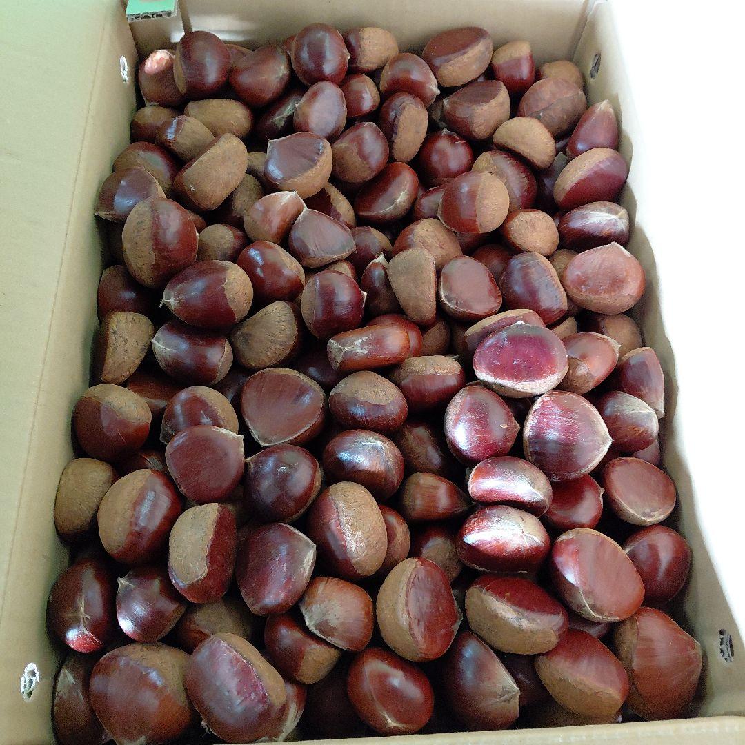 厚栗 50kg 優品等級選別します