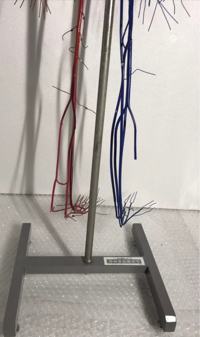 血液循環系模型 (透視式)♡