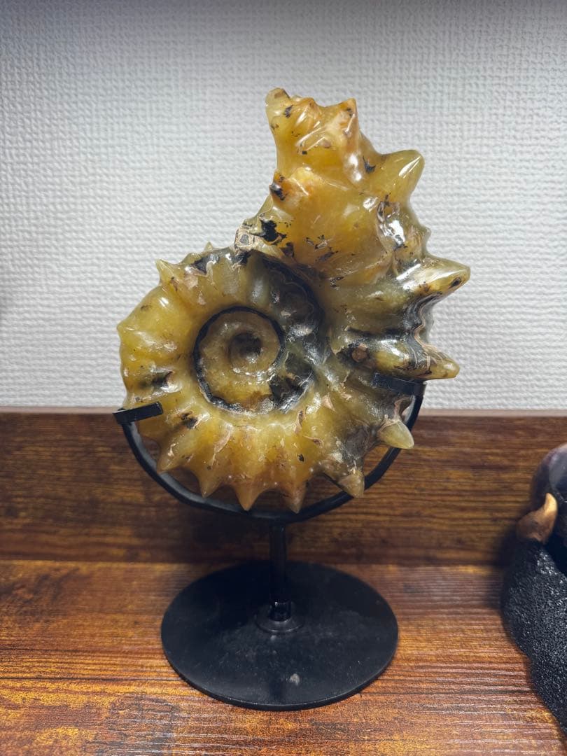 マダガスカル産 アンモナイト 化石 鉱物標本