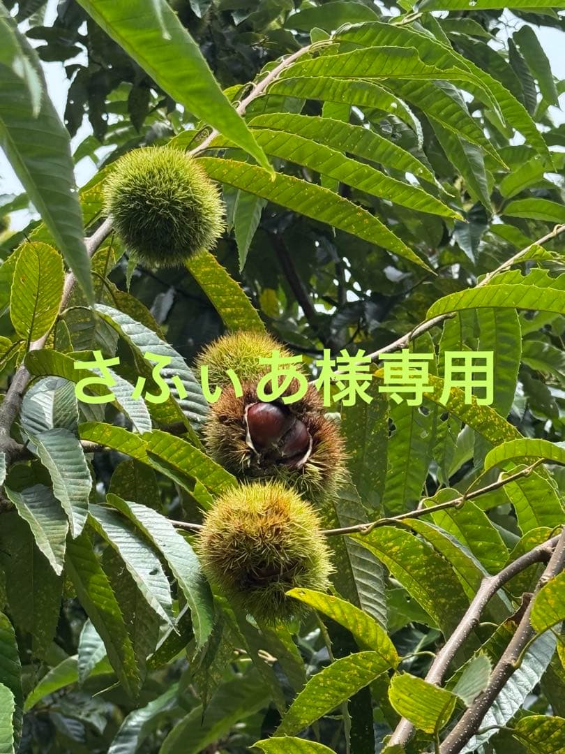 さふぃあ　11/10以降出品