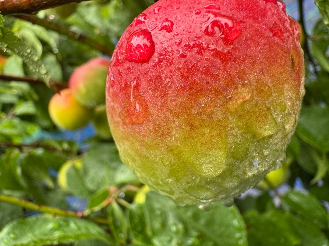 和歌山県みなべ町 南高梅 24時間以内収穫分2Lサイズ7キロ