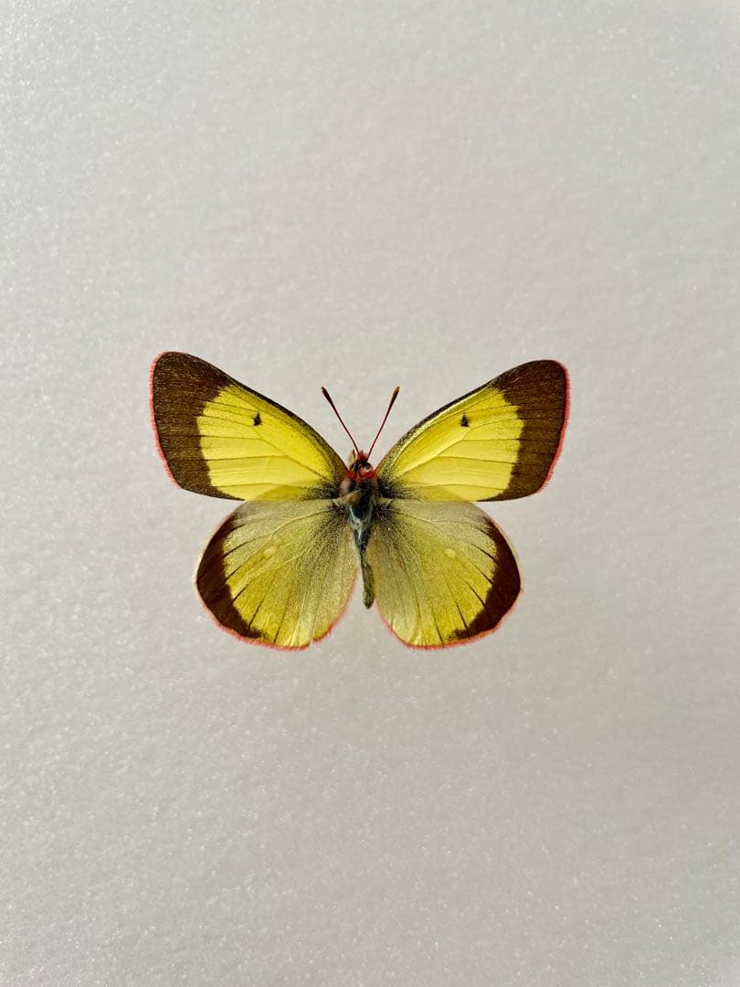 【ペア】アルプスモンキチョウ（岐阜県産）