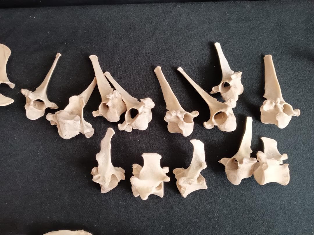 お買い得　DIY組み立て用　種名ニホンジカ　♀　３６Kg　頭骨～尾椎