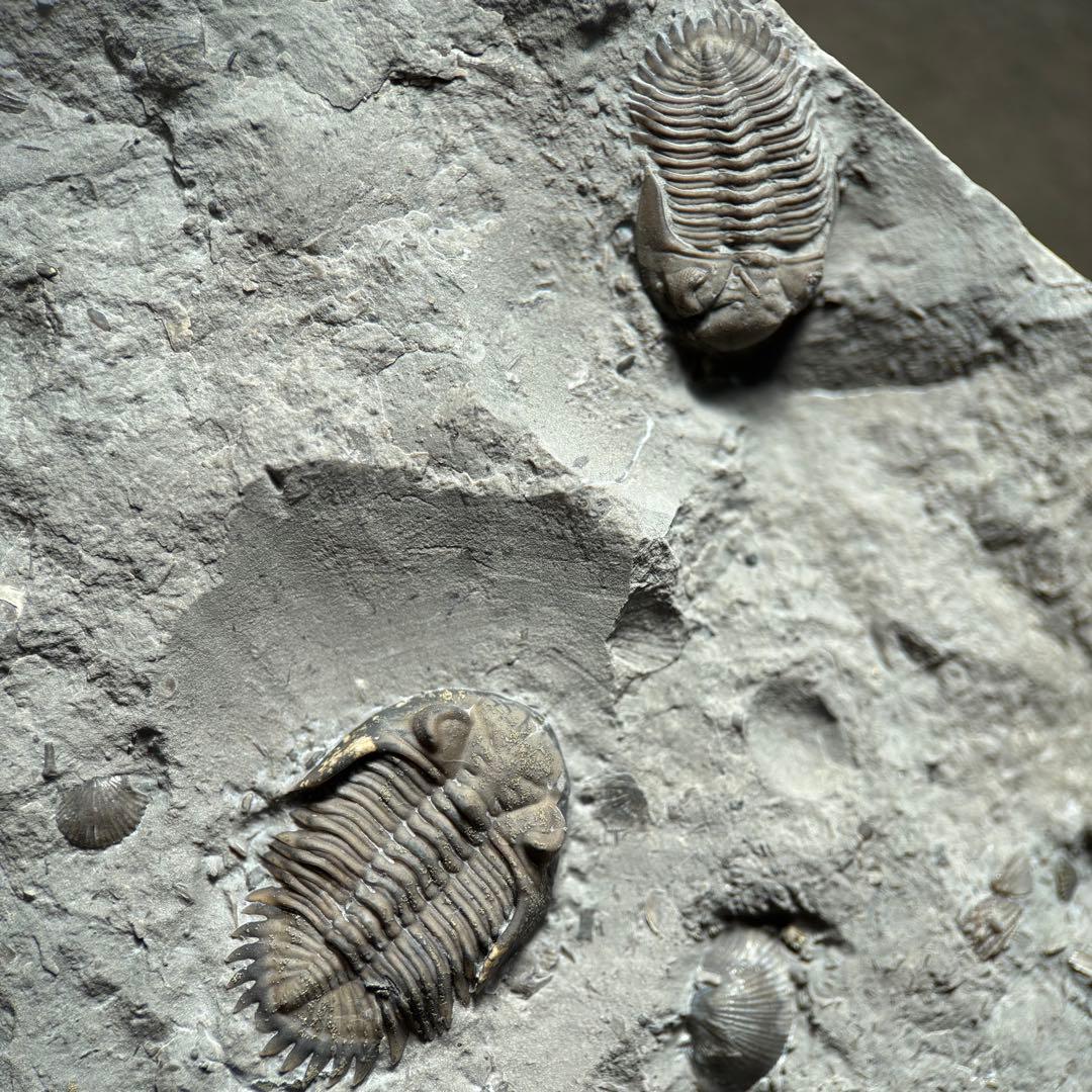 カナダ産 三葉虫 Greenops widderensis