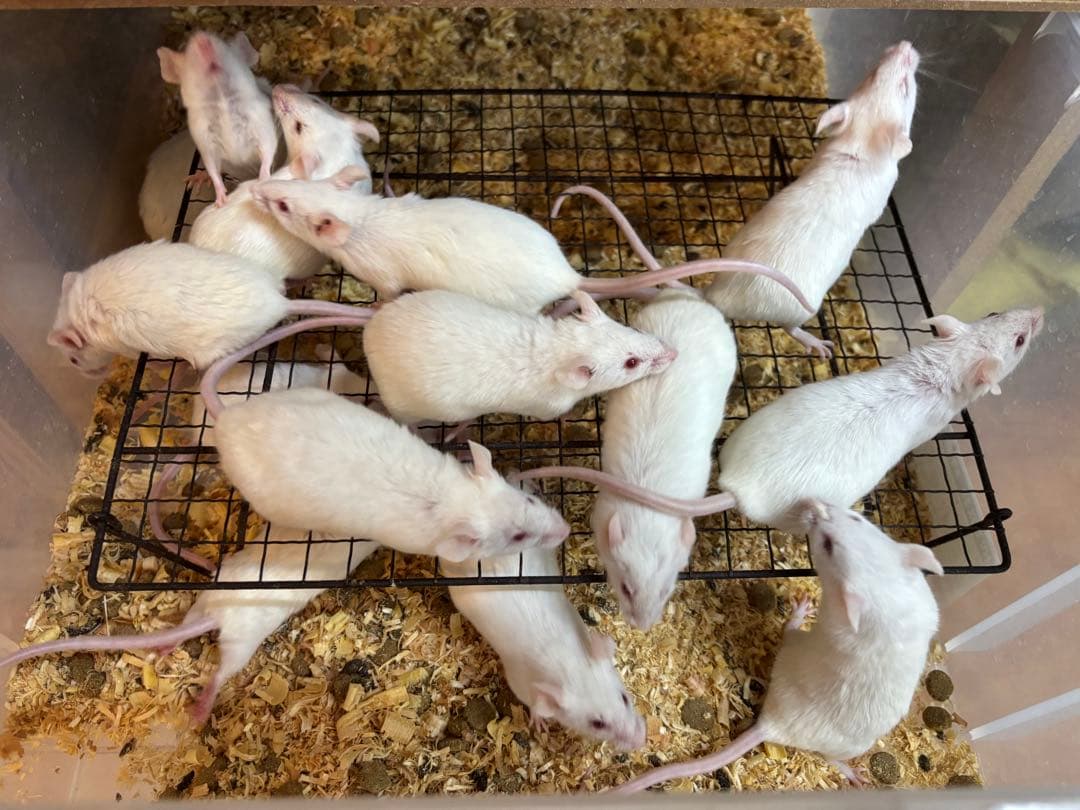 冷凍アダルトマウスLL 50匹