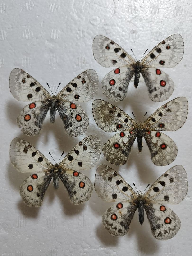 ヒ*ヤ様 テンシャンニクスウスバ♀3♂2/青海省.奇台-鳥産【外国産蝶標本】