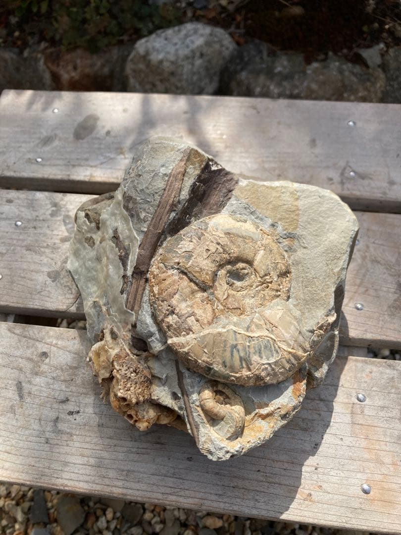 羽幌　木や結晶が混ざったアンモナイトの群生　化石　/インテリア　家具　宝石　恐竜