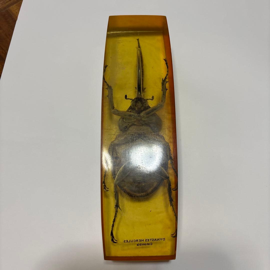 ヘラクレスオオカブト　標本　琥珀樹脂