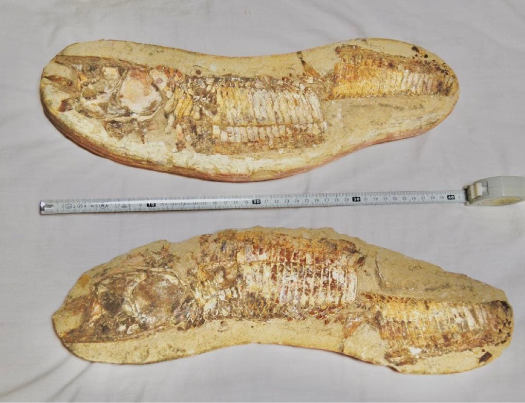 一億数千年前の獰猛・絶滅古代魚ヴィンクティフェルの希少美ネガポジ大型化石