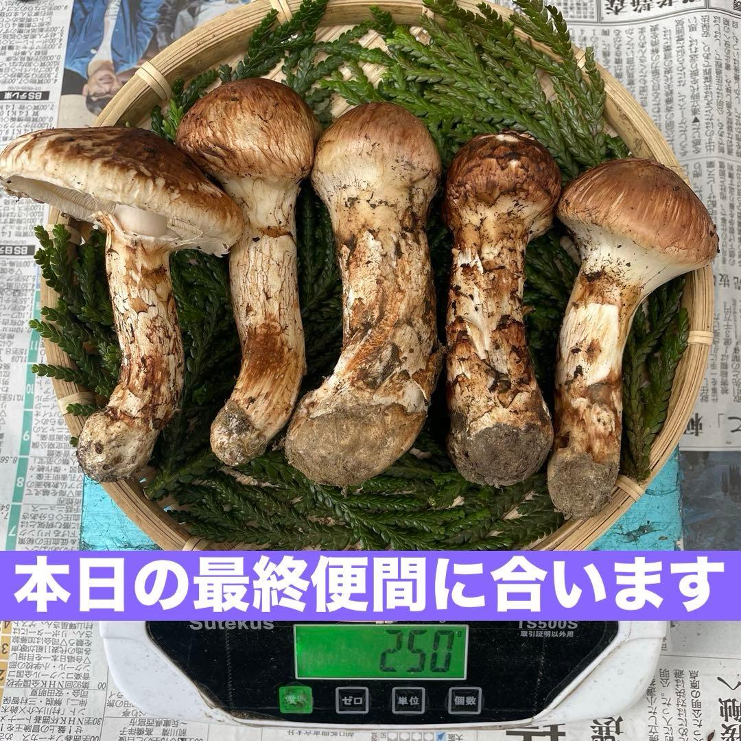 天然きのこ 松茸 国産 マツタケ まつたけ 山形県産 森の凛さん採取 その127