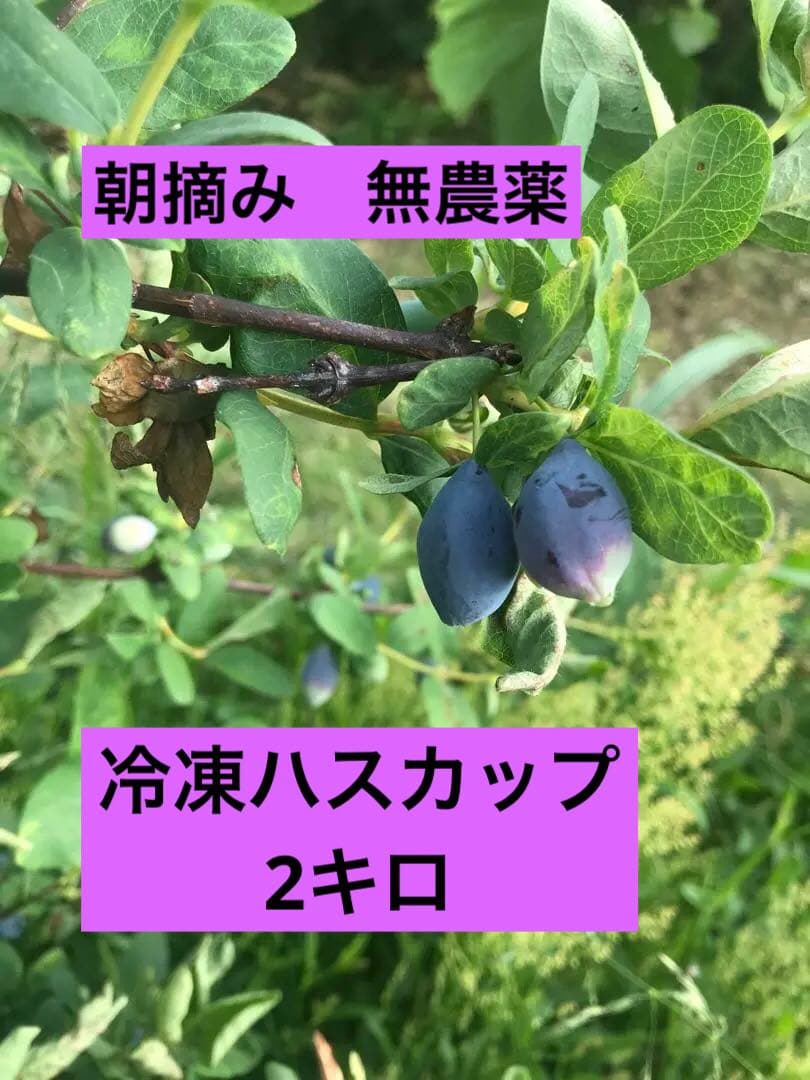 お値下げ中！冷凍ハスカップ2キロ★