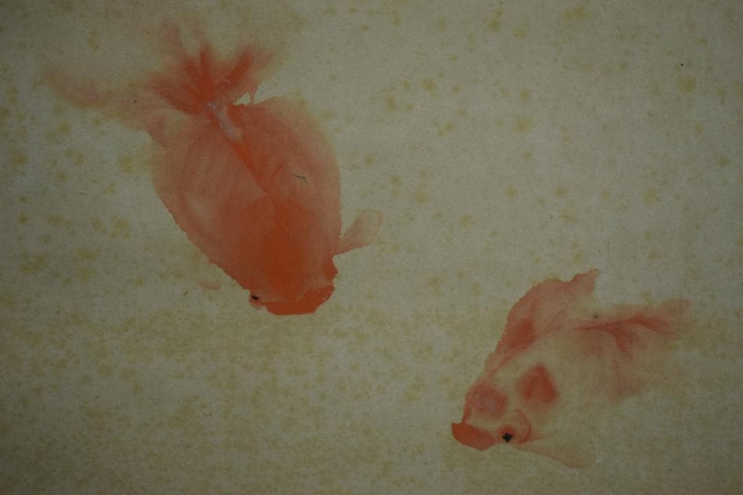 真作/下村為山/蓮池魚楽図/金魚図/桐共箱二重箱付/布袋屋掛軸HI-271