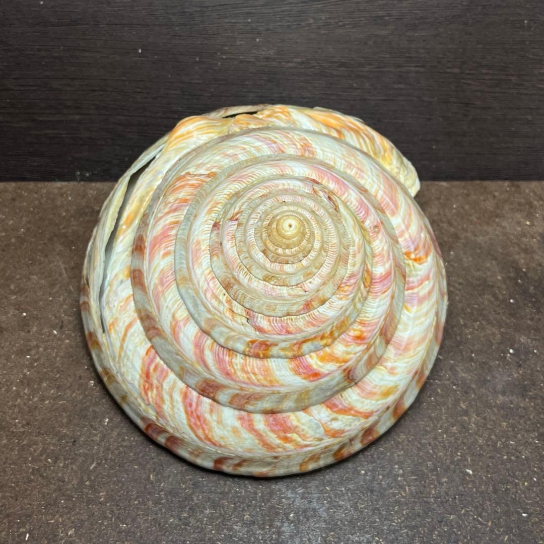 ケ*キ様 激レア　美品　東シナ海産　リュウグウオキナエビス