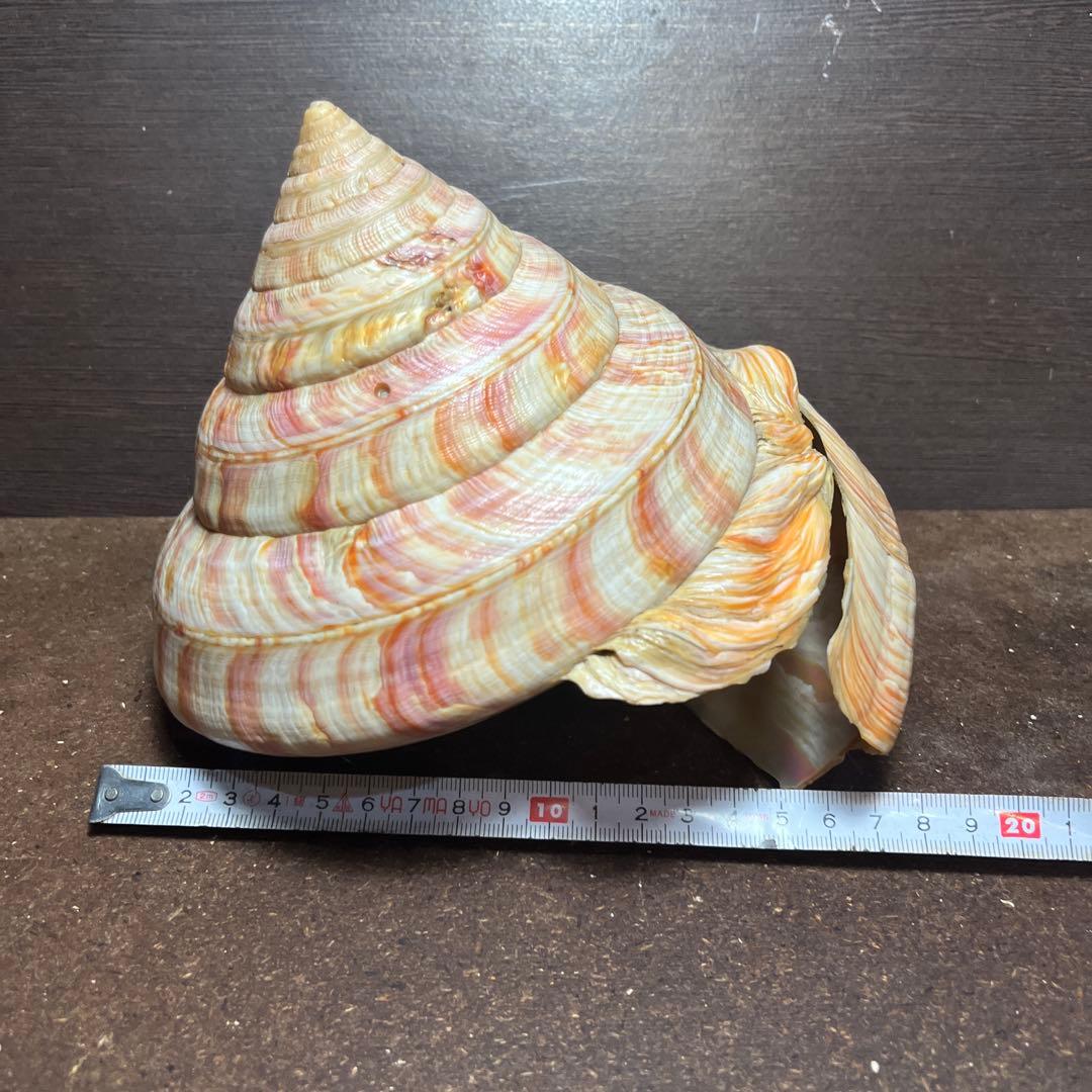 ケ*キ様 激レア　美品　東シナ海産　リュウグウオキナエビス