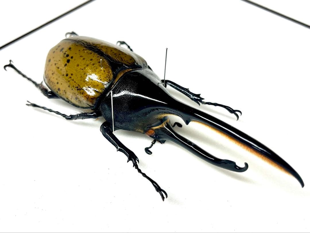 ヘラクレス・パスコアリ　標本　139mm