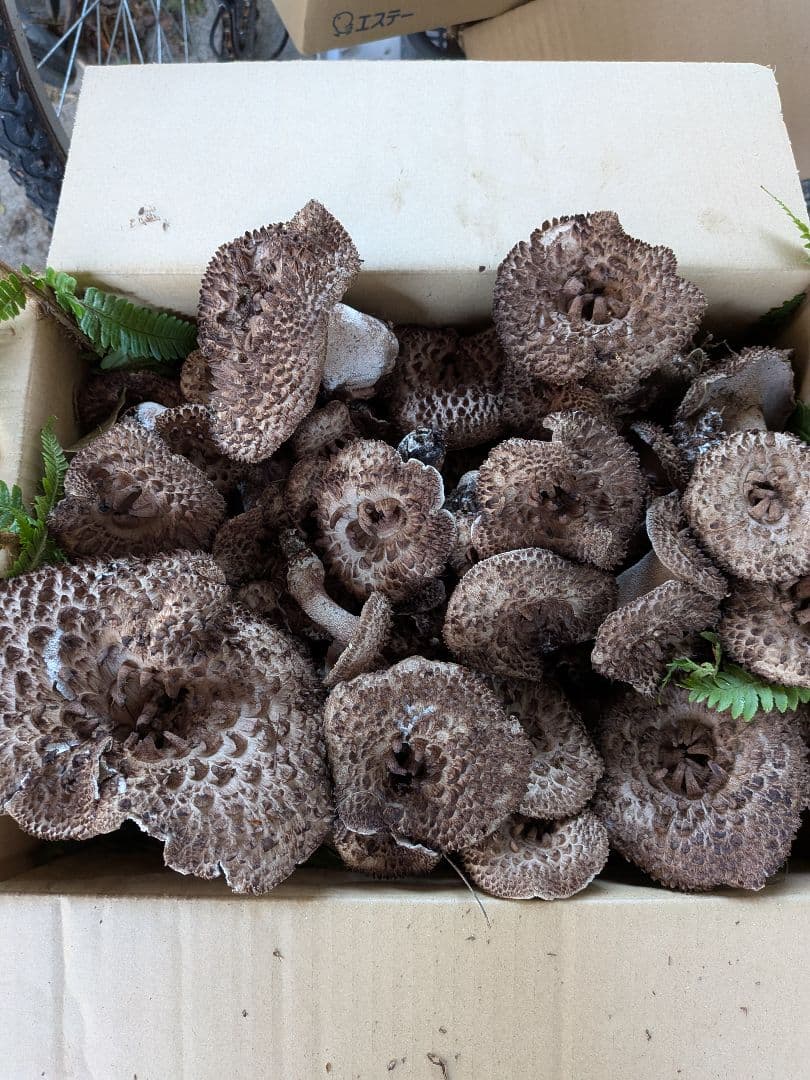 送料無料 長野県産 香茸 約1.9kg クール便発送100サイズ