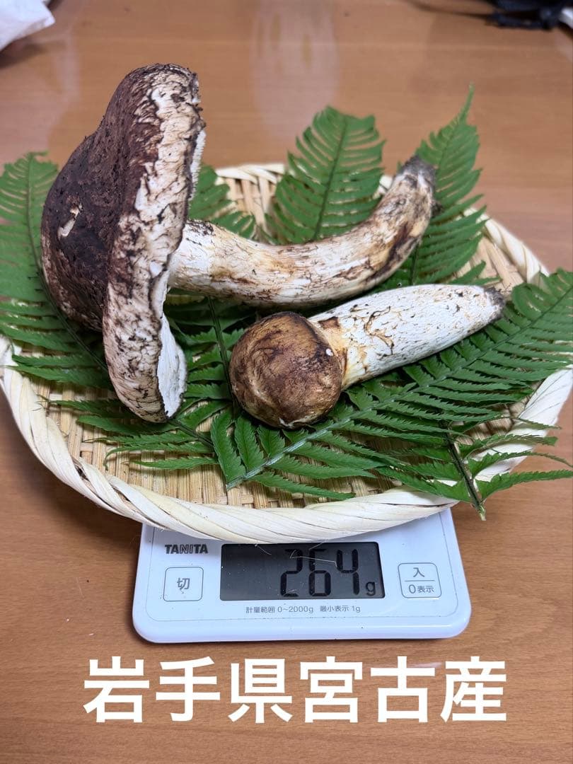岩手県産　宮古産　松茸　10/19朝採れ　264g 10/21日まで出品