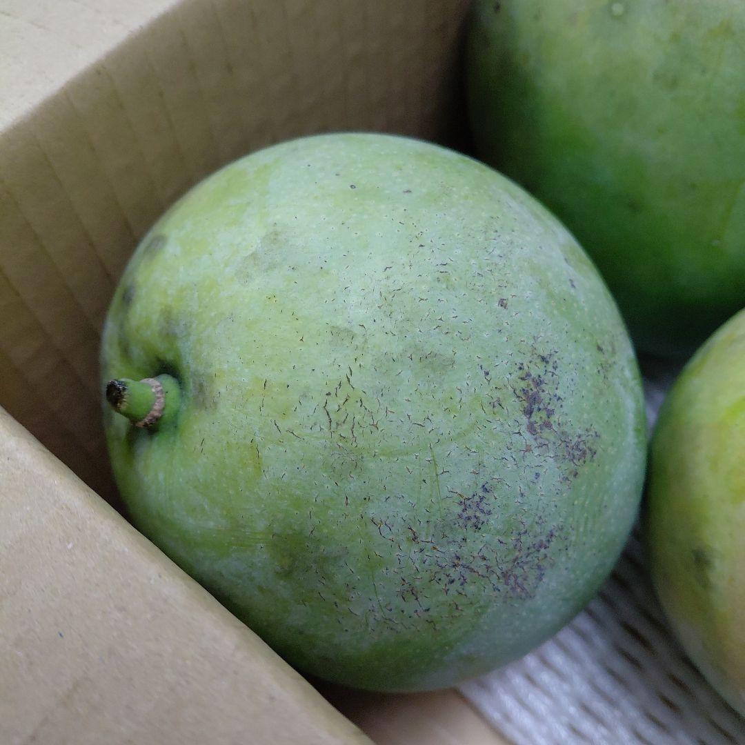 追熟型A　キーツマンゴー５玉