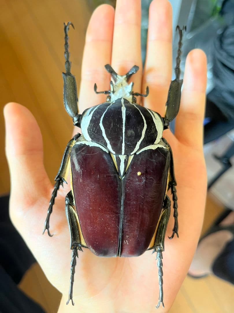 【104mm】ゴライアスオオツノハナムグリWC Goliath 昆虫標本