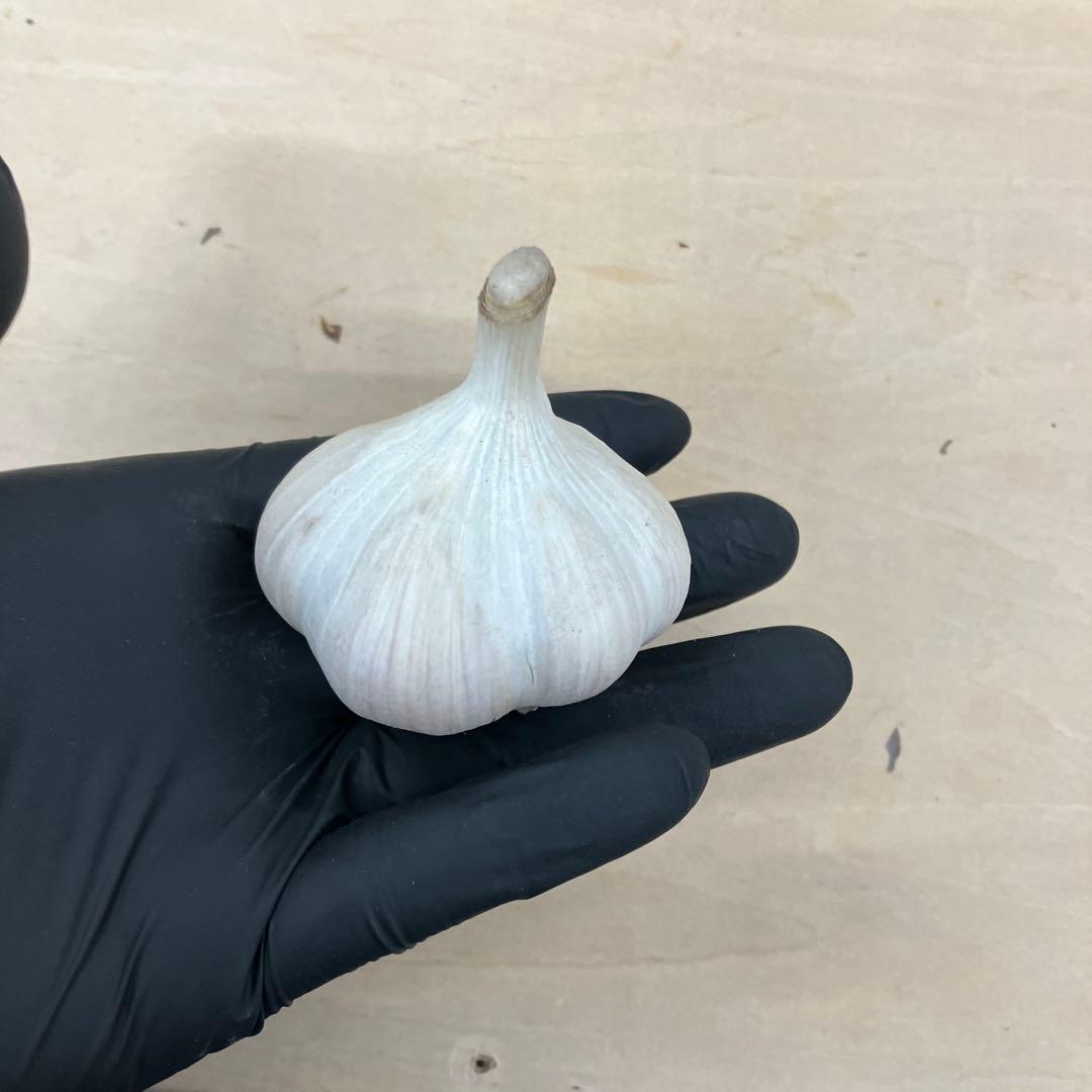 ピンクニンニク　にんにく　ニンニク　黒ニンニク　5キロ　農薬不使用