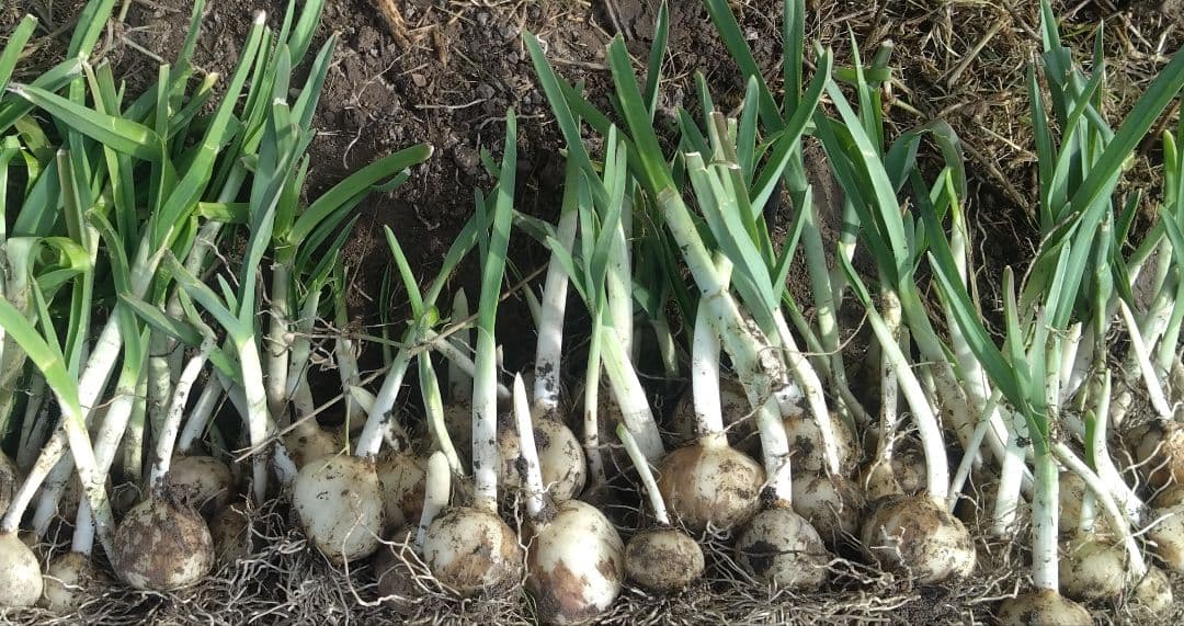 ジャンボにんにくの苗 300本