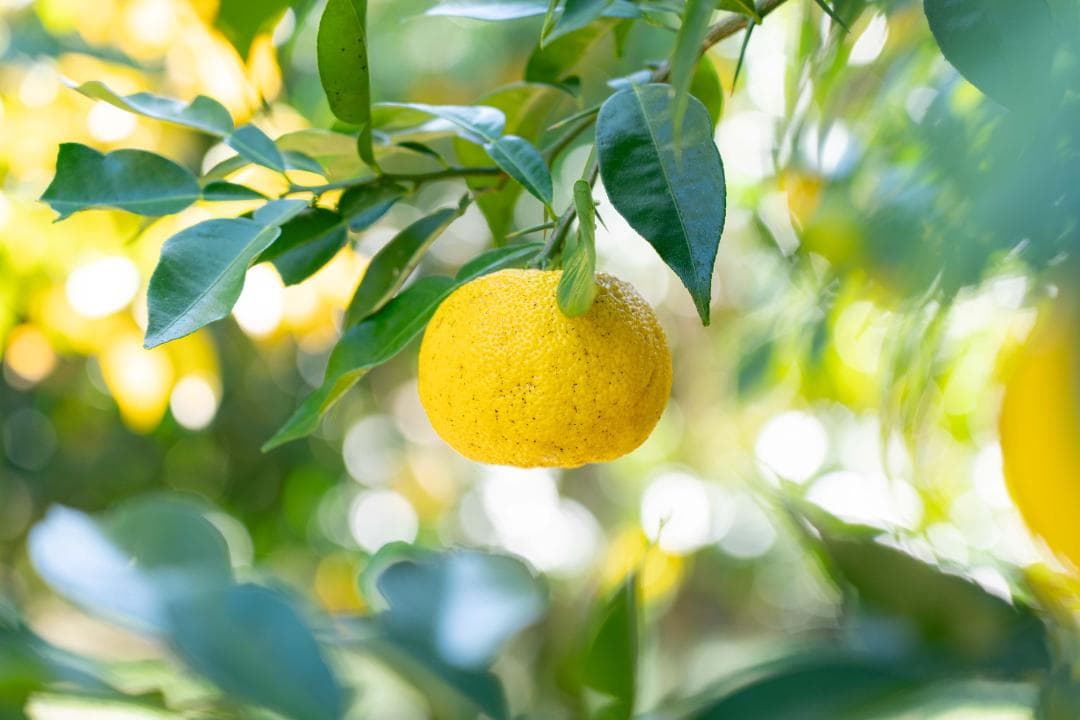 高知県北川村産本柚子約20kg　栽培期間中農薬不使用