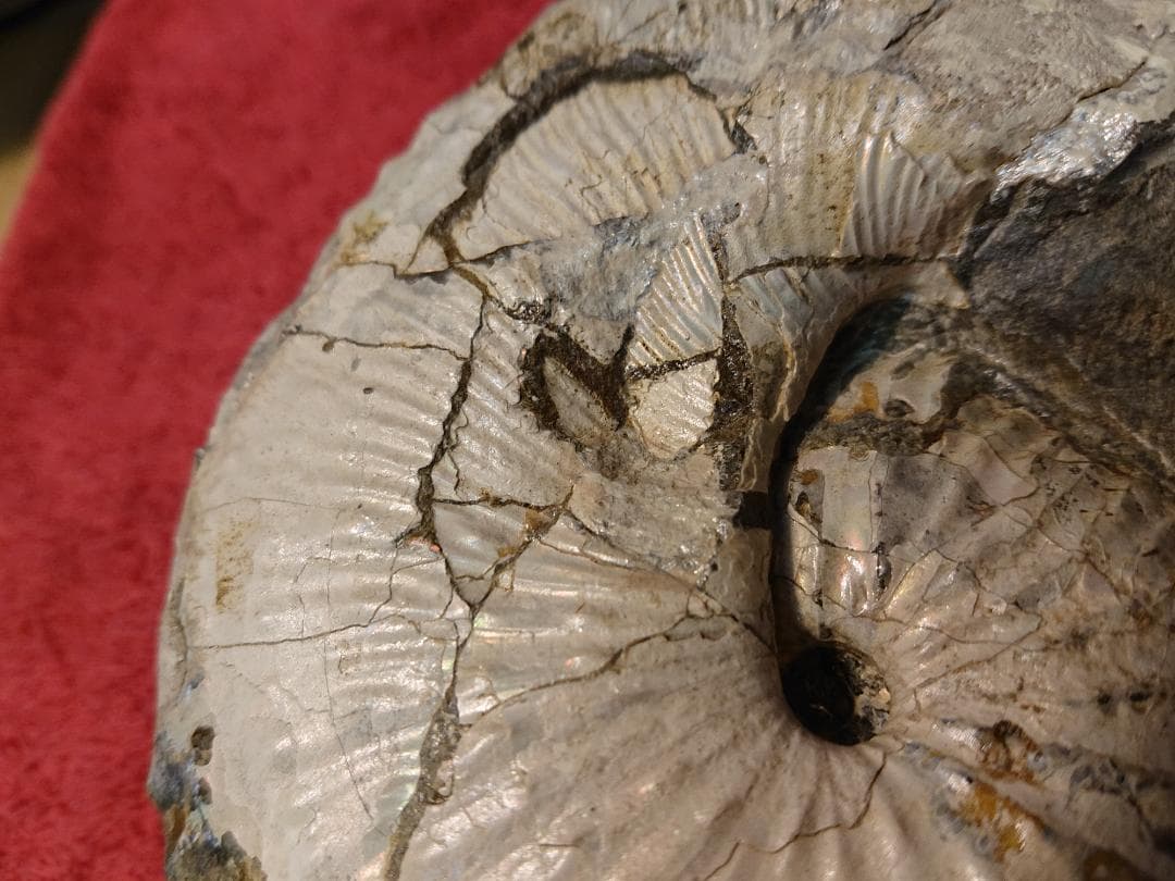 discoscuphites アンモナイト 虹色　化石 原石 鑑賞石 自然石