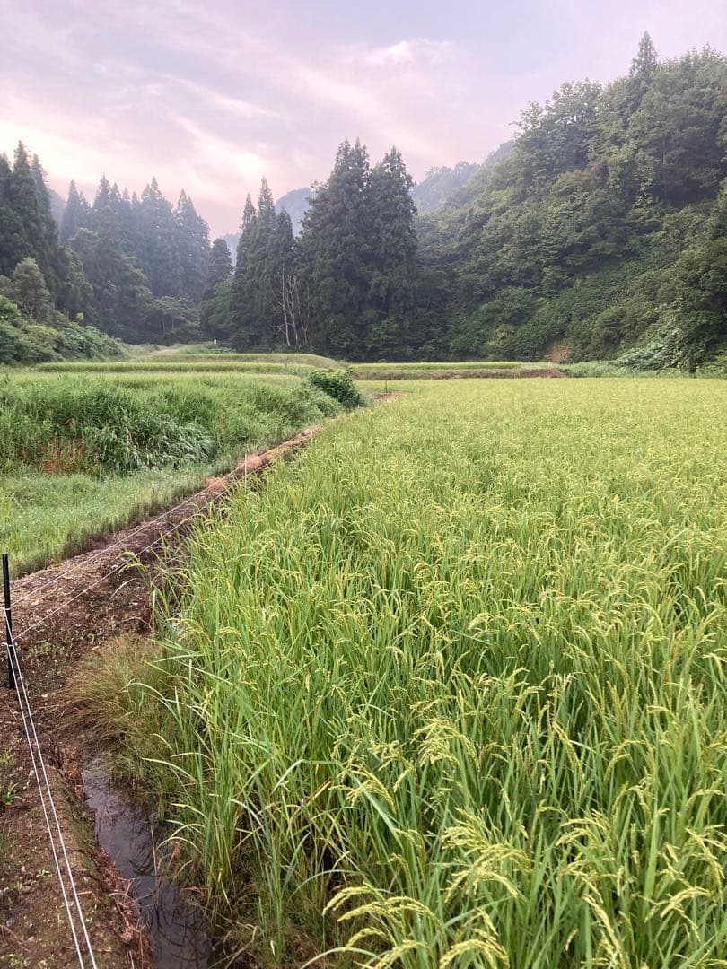 令和7年魚沼産コシヒカリ精米10kg