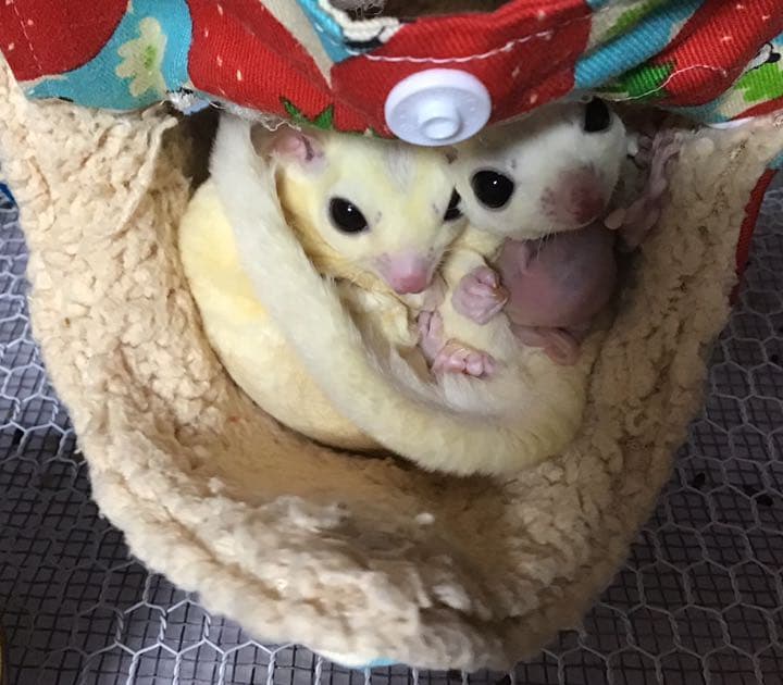 モモンガハウス（ブタ柄）フリースP・ネル生地  春（夏）冬仕様