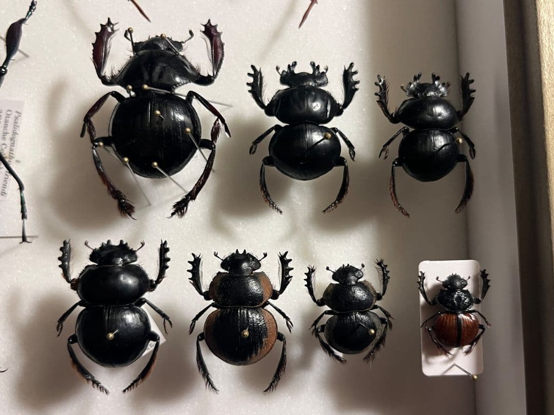 【属内最大種】Pachysoma アカアシタマオシハネナシコガネ　フンチュウ標本