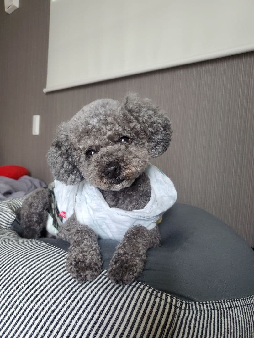 かぷ様 ご確認用...♪*゜