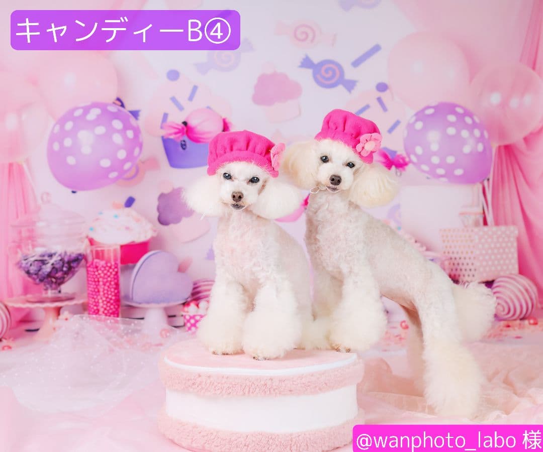 背景布×10+2　ペット撮影用フォトブース　トリミングチョーカー販売中　Xmas