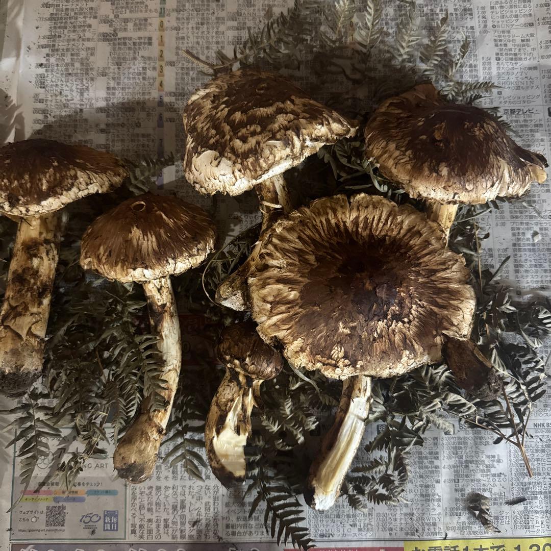 岩手県産松茸 傷訳あり 450ｇ