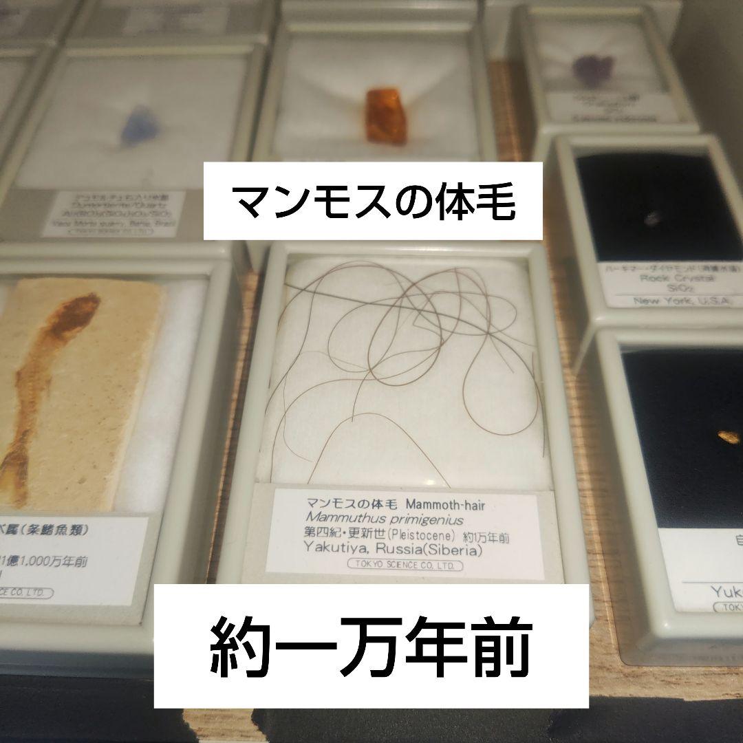 約一万年前のマンモスの体毛