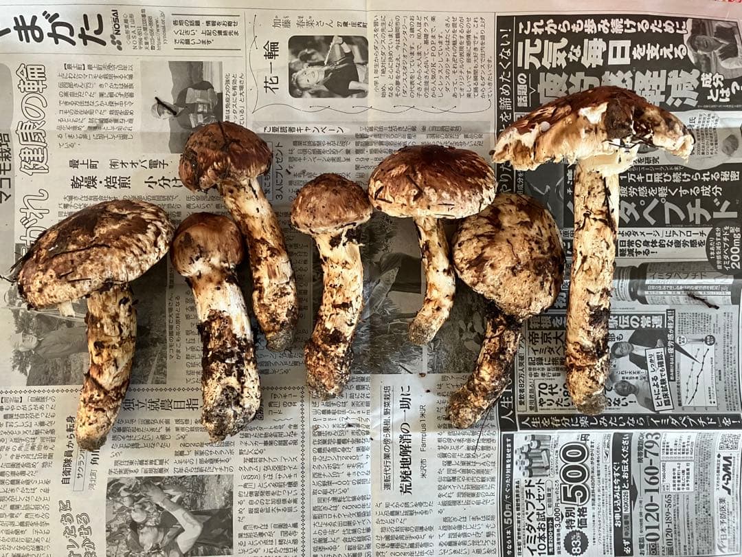 山形県産　松茸　約600g