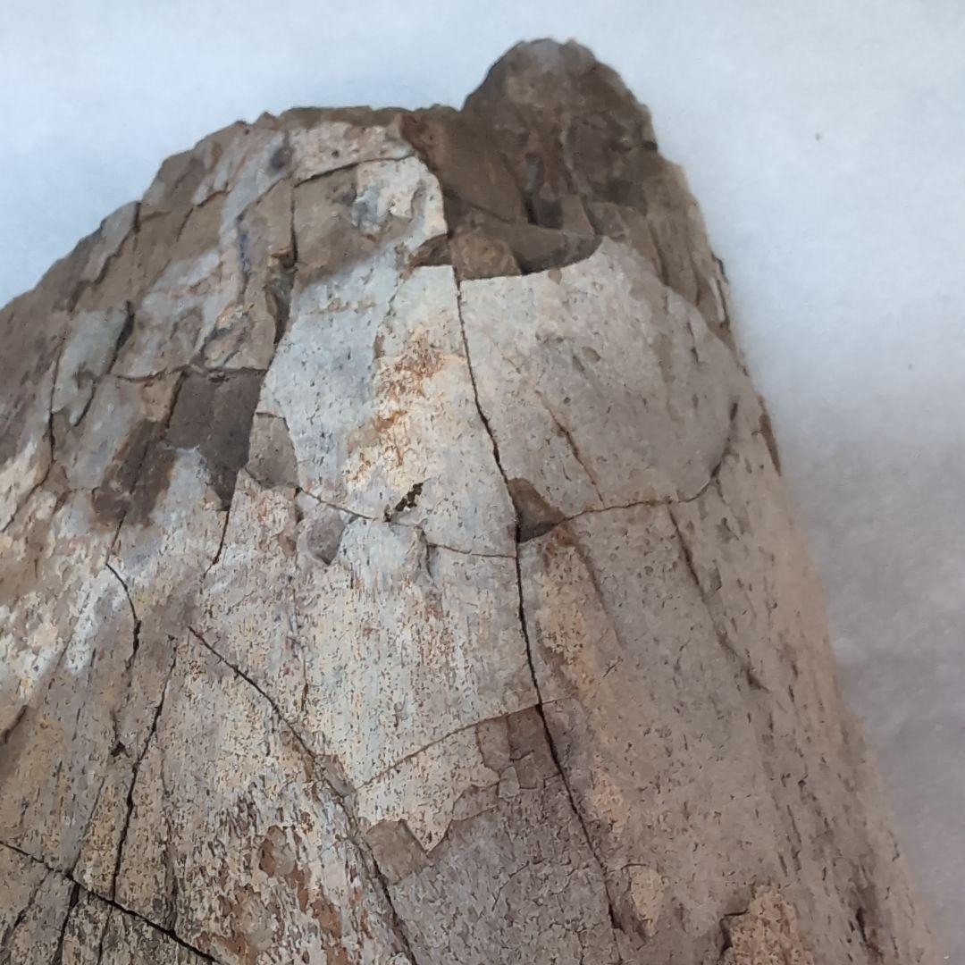 本物特大　博物館級　恐竜　ハドロサウルスの脛骨　化石　モンタナ　ネームプレート付