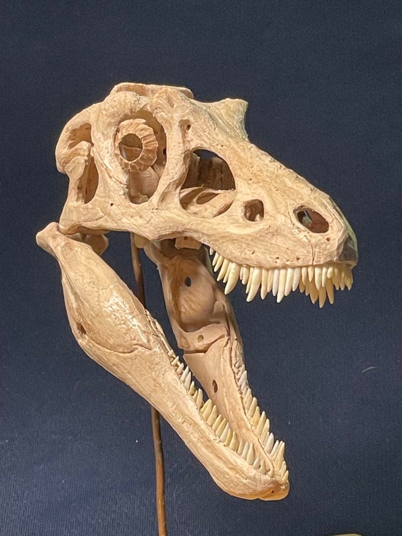 木彫　恐竜　キアンゾウサウルス　頭骨模型　10.5cm