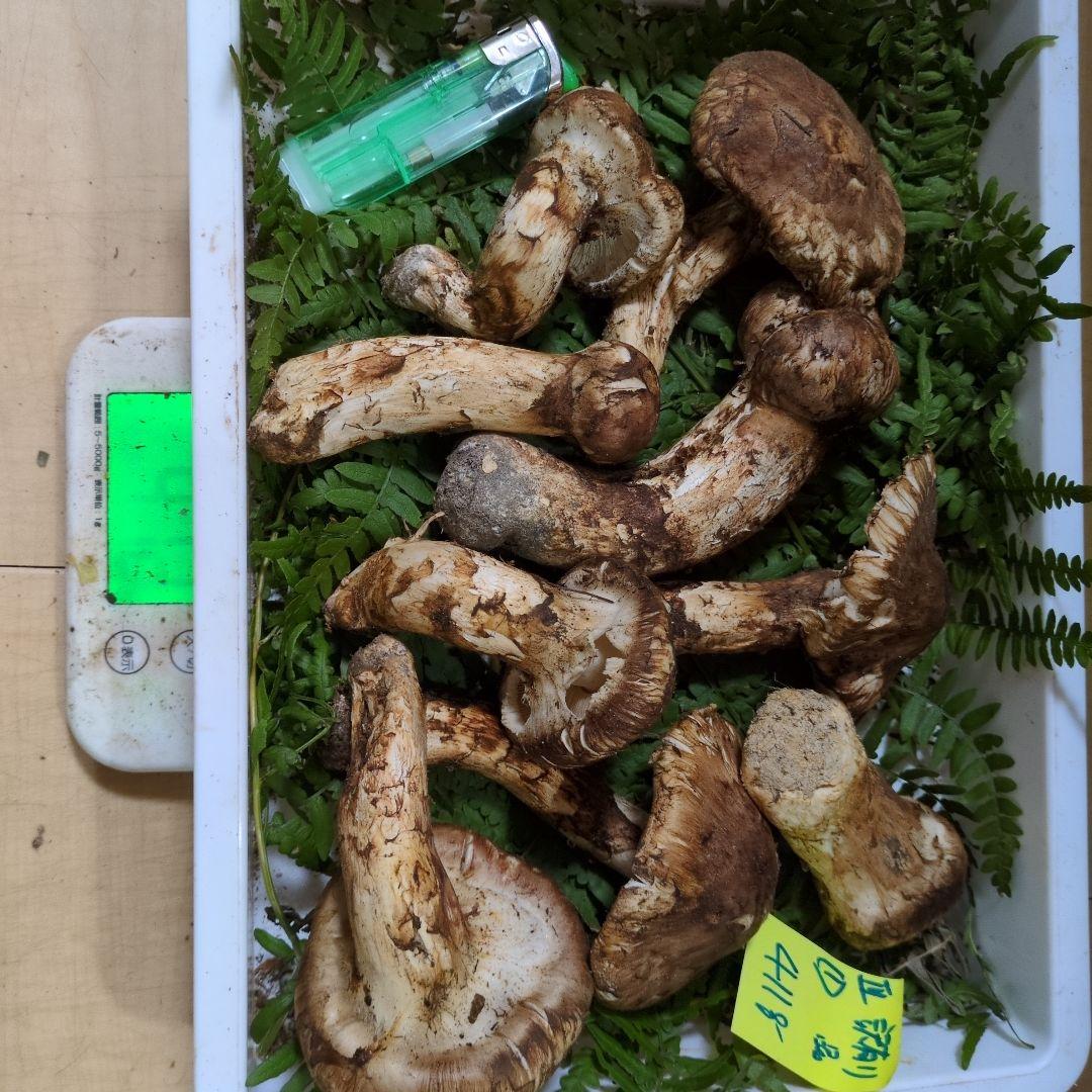 和歌山松茸　新鮮朝市　訳有り品　412㌘