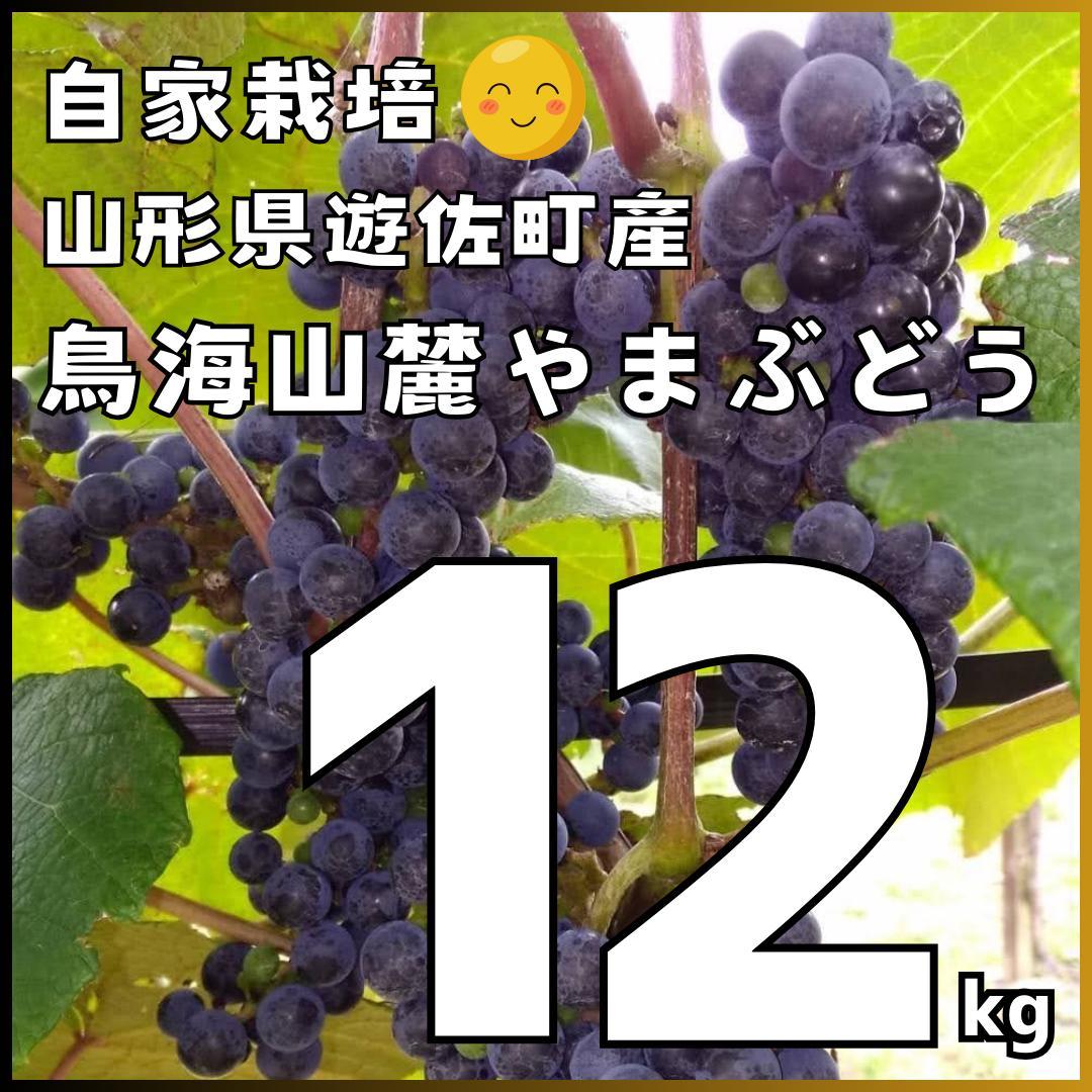 【たっぷり12kg】鳥海山麓の自家栽培 やまぶどう 果実酒にも②