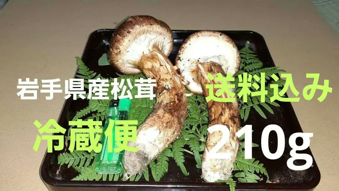 岩手県産松茸秀品 ❗最終値下げ❗ 10月17日午後取れ 送料込み