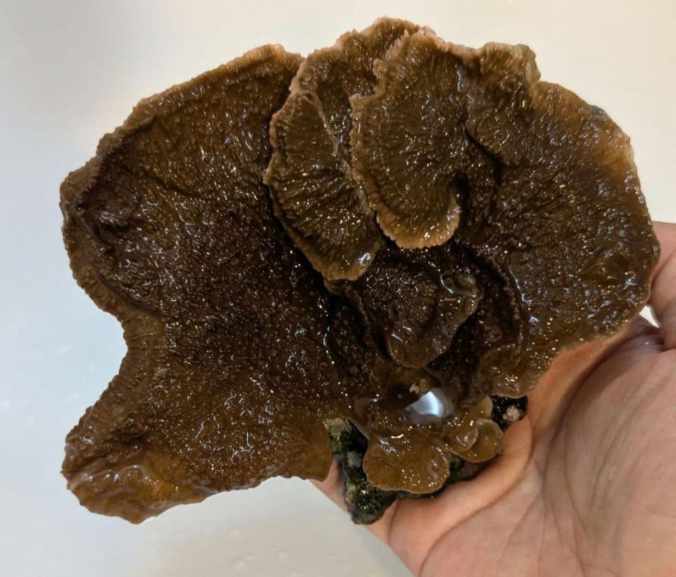 ウスコモンサンゴ　レッド　2つセット