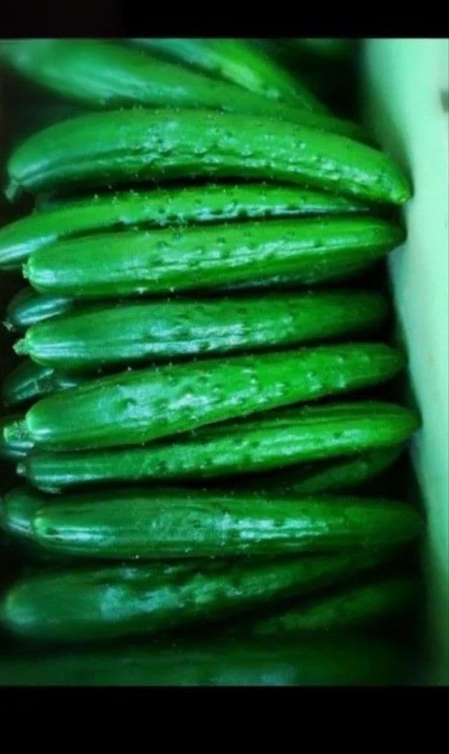 宮崎県産コシヒカリ 10