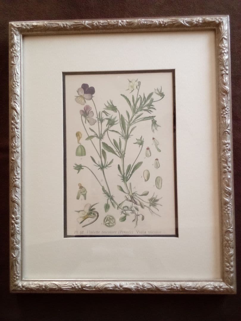 フランス ボタニカル画 石版画の額装品 １８９１年