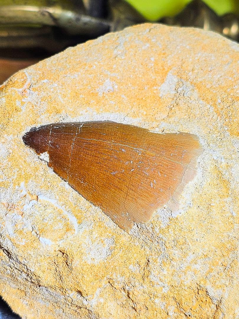 エネルギーを与える‼️モササウラスの牙 化石