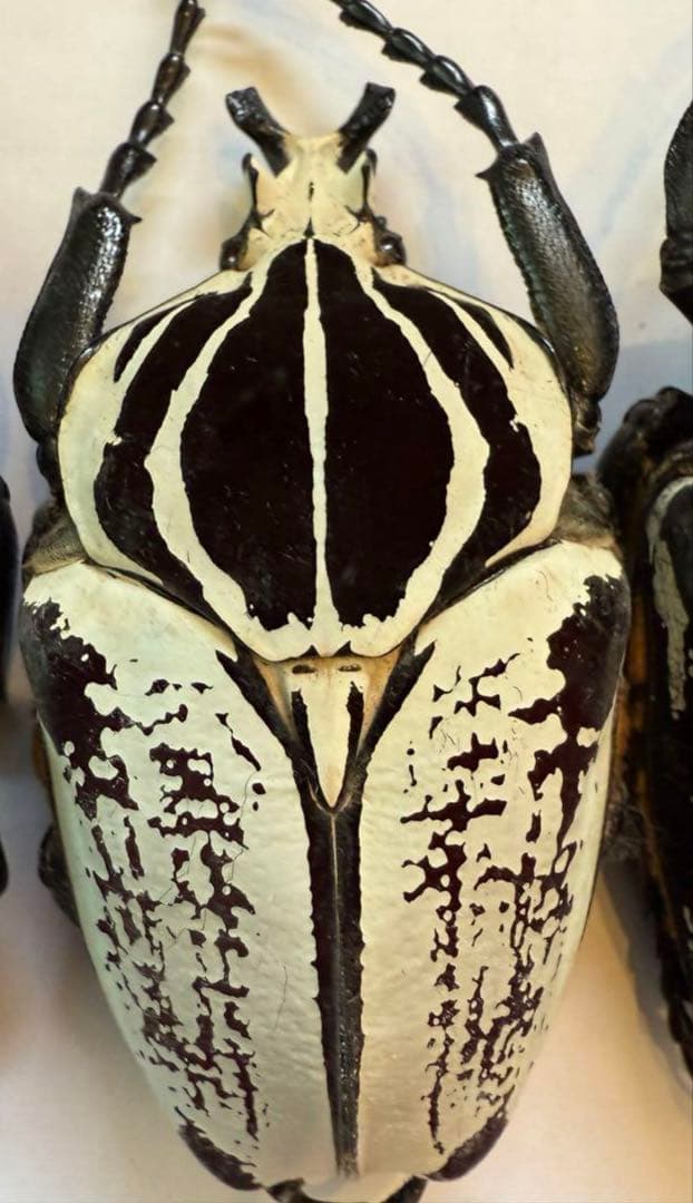 n*s様 カメルーン　ゴライアスオオツノハナムグリ　4頭　M2.3.4.5